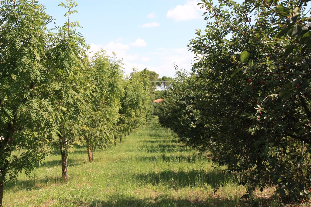 visciole e giuggiole sigi